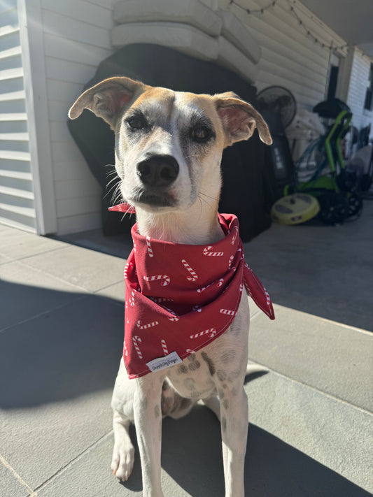 Candy Cane Dog Bandana