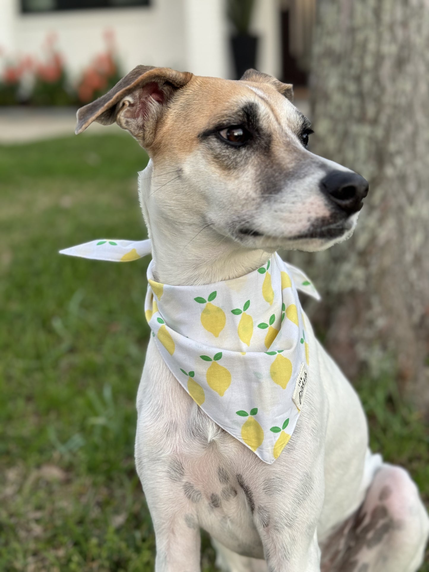 Lemon Squeeze-y Dog Bandana